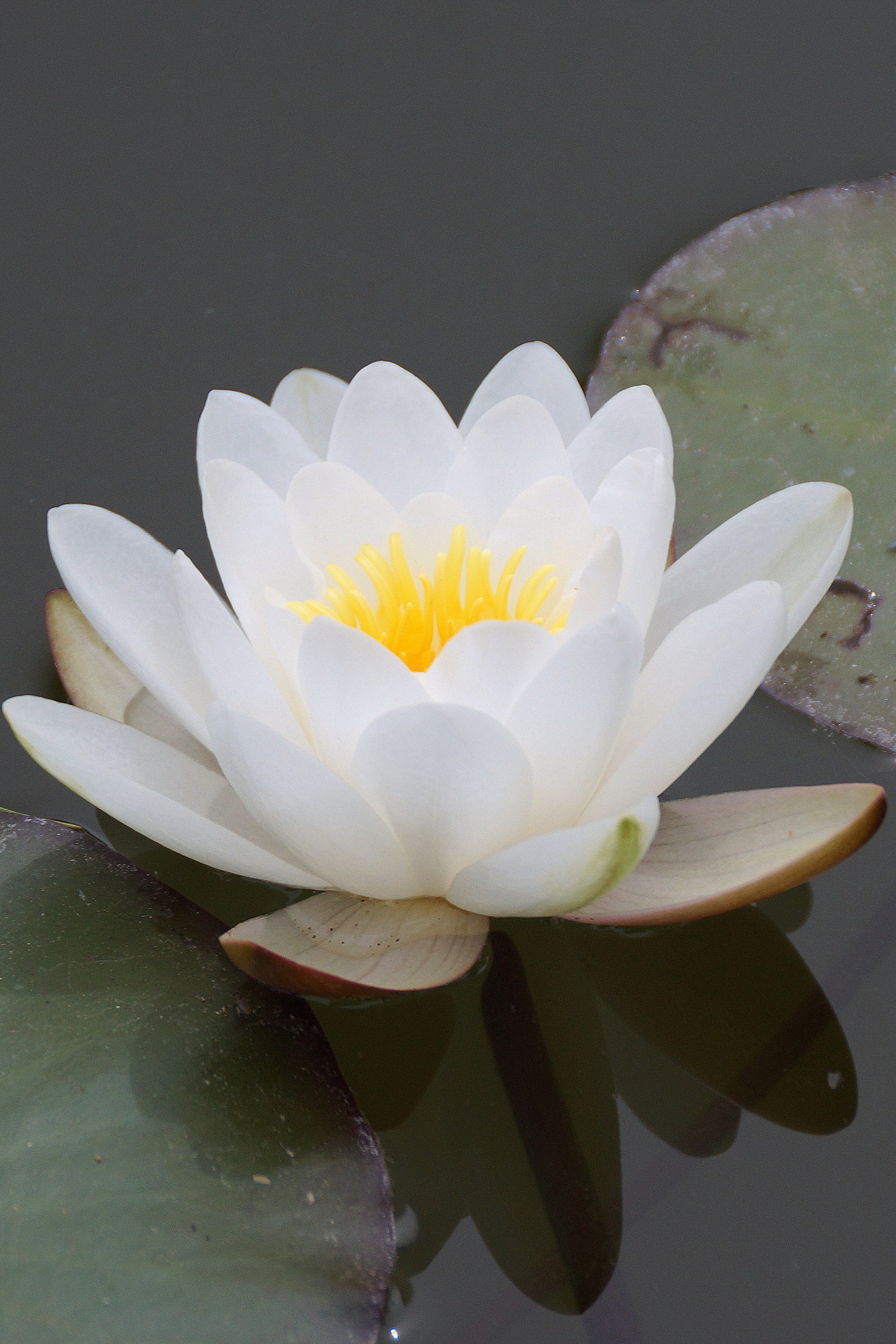 White Lotus