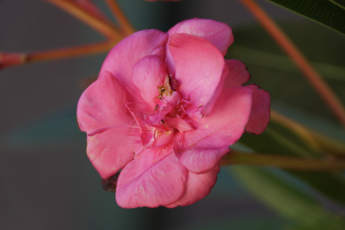 Oleander