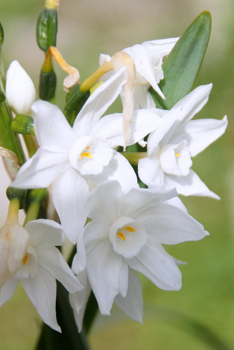 Avalon Daffodil