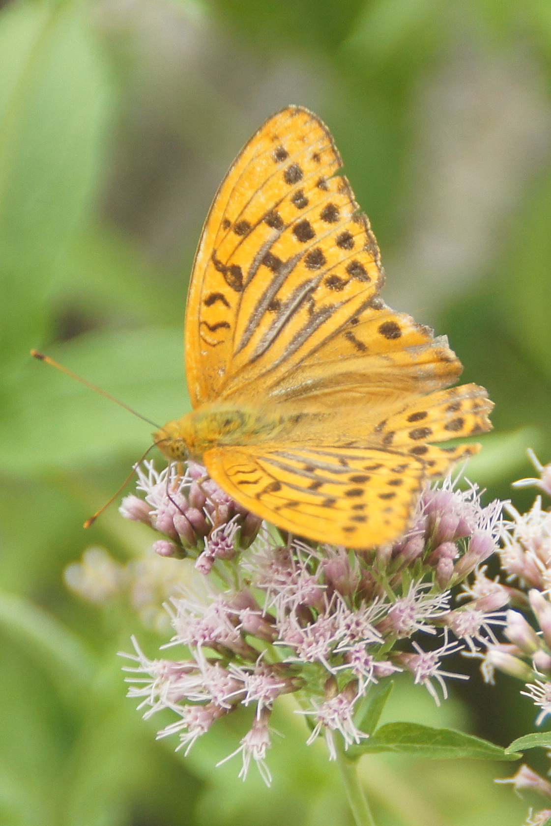 French Alps Butterfly
