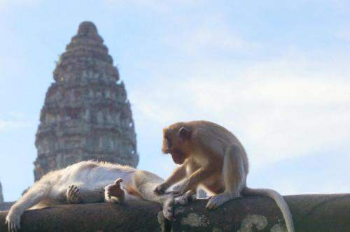 Angkor Wat Monkeys