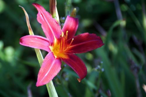 Geneva Garden Lily