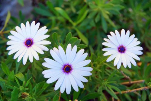 White African Daisies