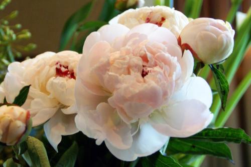 Peony