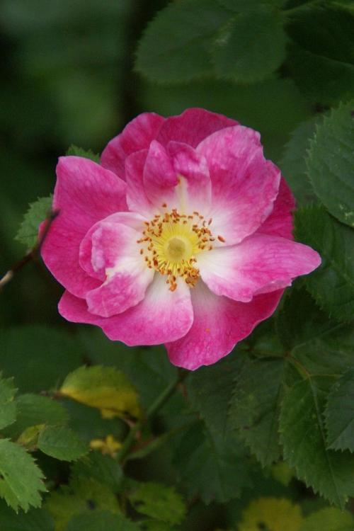 Rosa ‘Complicata’