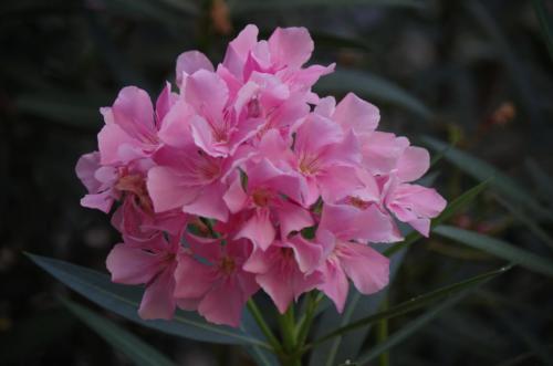 Bize Minervois Pink Oleander