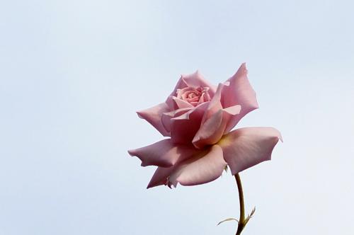 Madame Roubert's Rose