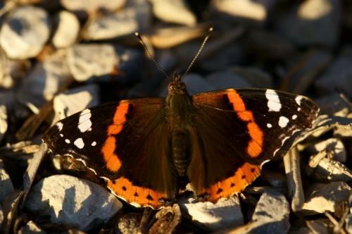 Red Admiral -- Vanessa atalanta