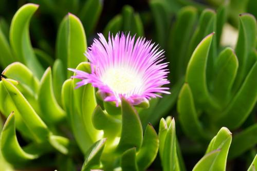 Eze -- Village Perché Extrordinaire