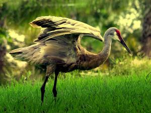 Red Crowned Cranes of Wellington -- September