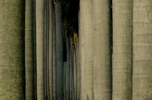 Tall palm tree cluster, Wellington, Florida