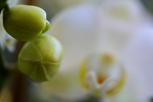 Moon Orchid Buds