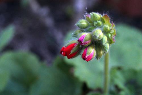 Geranium Buds -- Villa Ndio