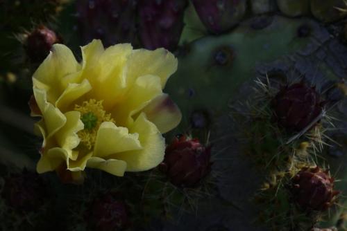 Cactus Flower -- Prickly Pear