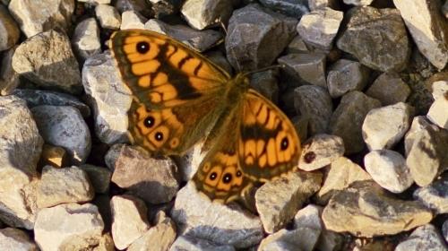 Wall Butterfly -- Lasiommata megera
