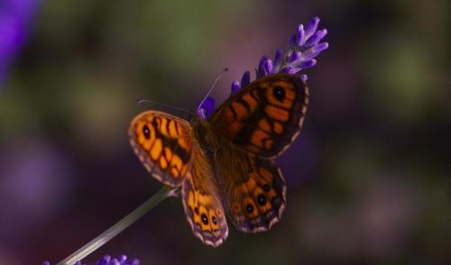 Wall Butterfly -- Lasiommata megera