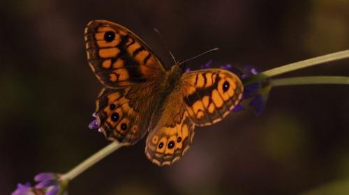 Wall Butterfly -- Lasiommata megera