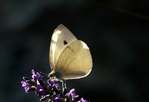 White Butterfly (Pieris rapae)