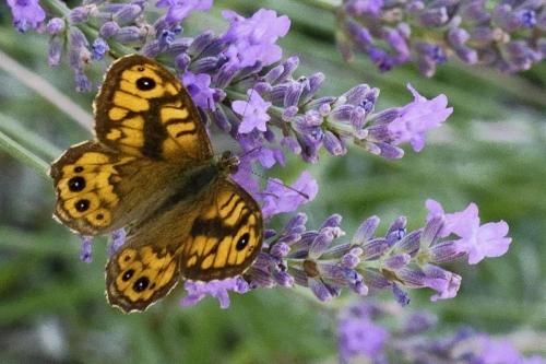 Wall Butterfly Villa Ndio