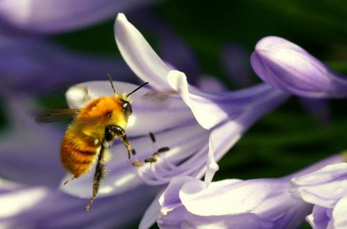 Common Carder Bee -- bombus pascuorum -- and Agapanthus