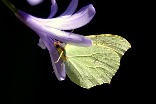 Brimstone -- Gonepteryx rhamni