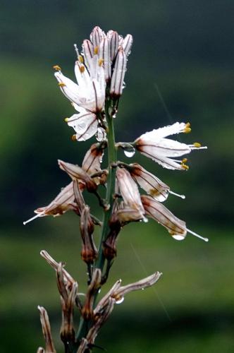 Corsica Wildflower