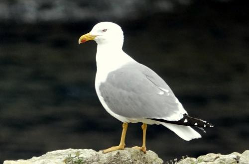 Bonifacio Seagull