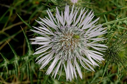 Corsica Thistle Flower