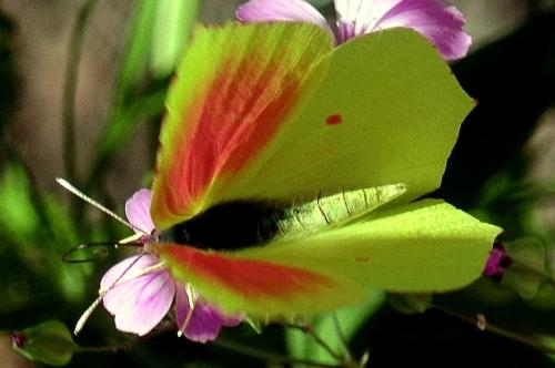 Cleopatra -- Gonepteryx cleopatra