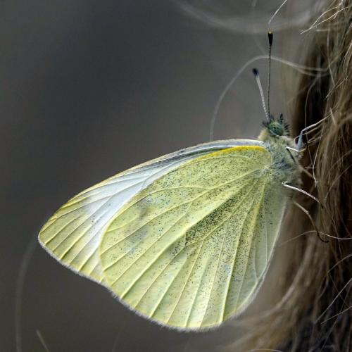 Small White -- Pieris rapae
