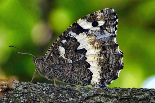 Butterflies of France -- Caught by My Camera