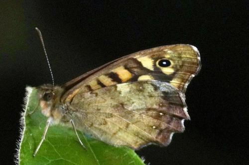 Speckled Wood Butterfly -- Pararge aegeria