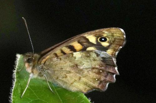 Speckled Wood -- Pararge aegeria