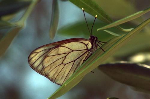 Black-veined White -- Aporia crataegi