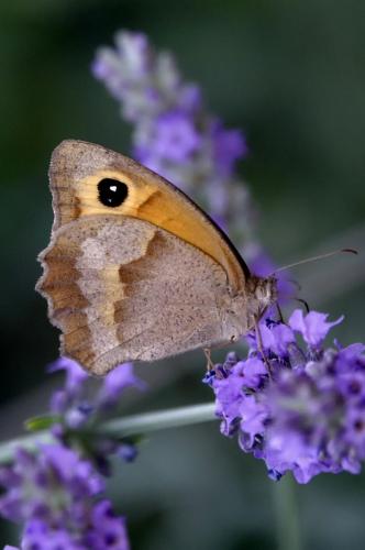 Gatekeeper Butterfly -- Villa Ndio