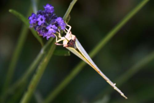 Brimstone -- Gonepteryx rhamni