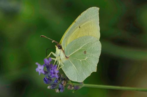 Brimstone on Lavender