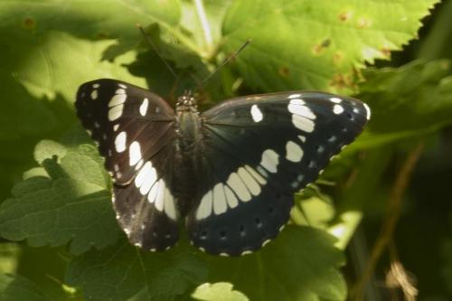 White Admiral