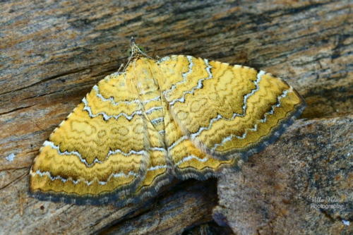 Yellow Shell Moth -- Camptogramma bilineata