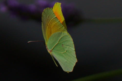 DSC00594