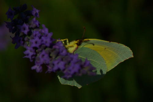 DSC00601