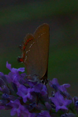 DSC00658