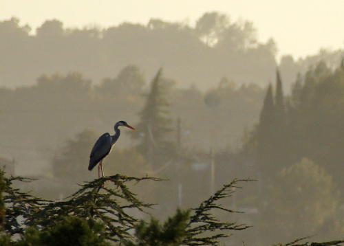 Great Blue Heron