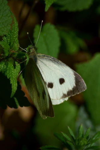 White Butterfly (Pieris rapae)