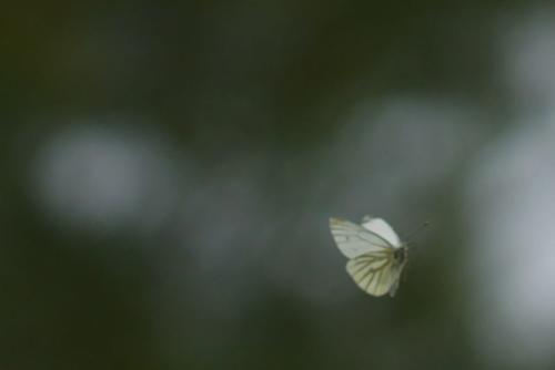 Butterflies of Villa Ndio
