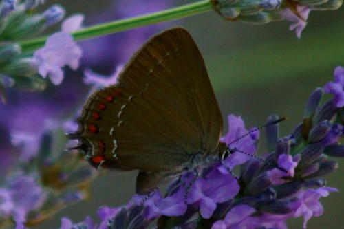 DSC04554