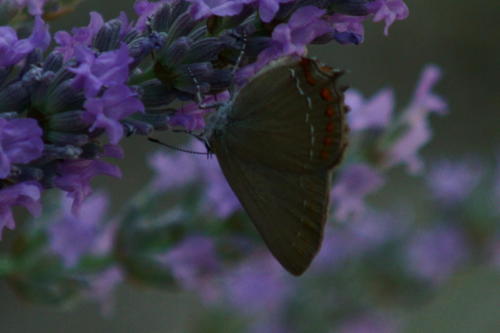 DSC04555