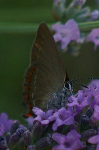 DSC04560