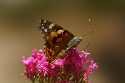 Vanessa Painted Lady