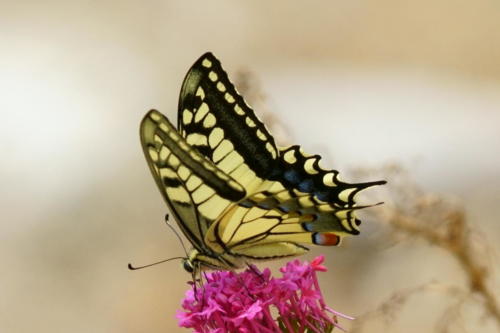 Old World Swallowtail